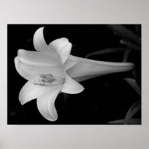 White Lily Poster