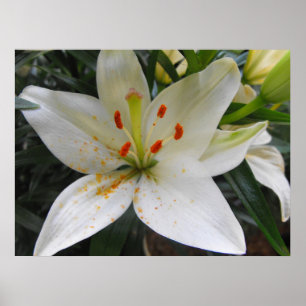 White Lily Poster