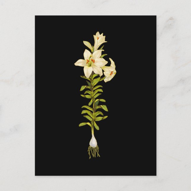 White Lily Postkarte (Vorderseite)