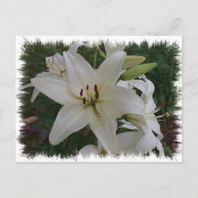 White Lily Postkarte (Vorderseite)