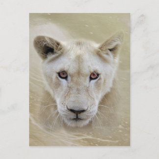 White Lion Spirit Warrior Africa Postkarte