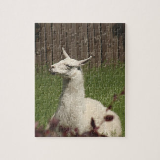 White Llama