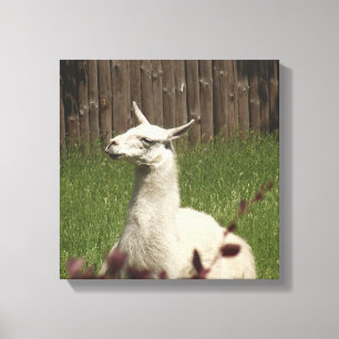 White Llama Leinwanddruck