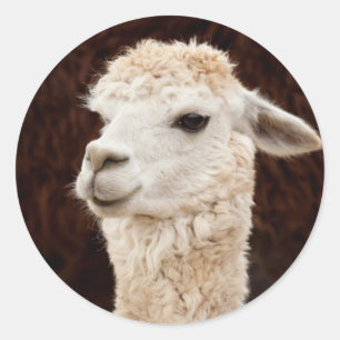 White Llama Runder Aufkleber