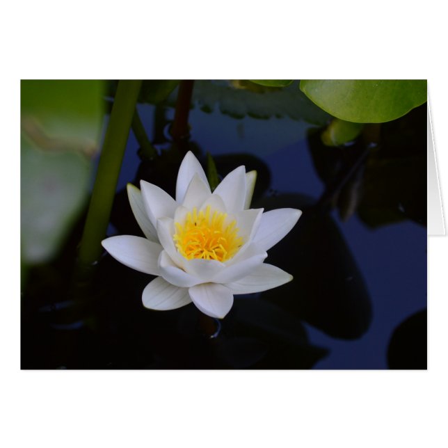 White Lotus Blank Card (Vorderseite (Horizontal))