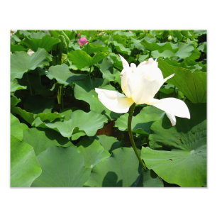 White Lotus Blume Fotodruck