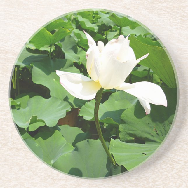 White Lotus Blume Getränkeuntersetzer (Vorne)