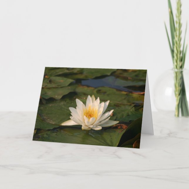 White Lotus Blume Karte (Vorderseite)