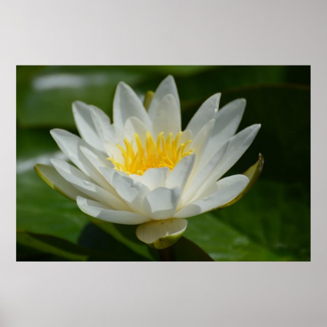 White Lotus Blume Poster (Vorne)