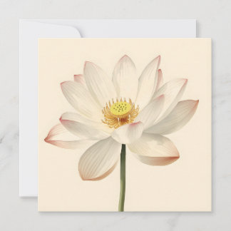 White Lotus Flower Karte