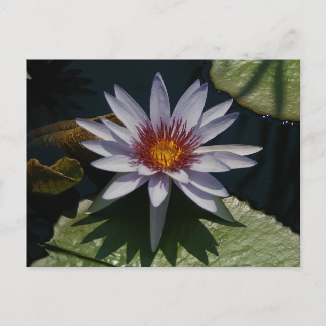 White Lotus Wasserlilie Postcard Postkarte (Vorderseite)
