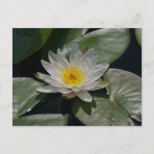 White Lotus Wasserlilie Postcard Postkarte