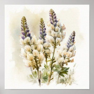 White Lupine Blume Art Print Poster