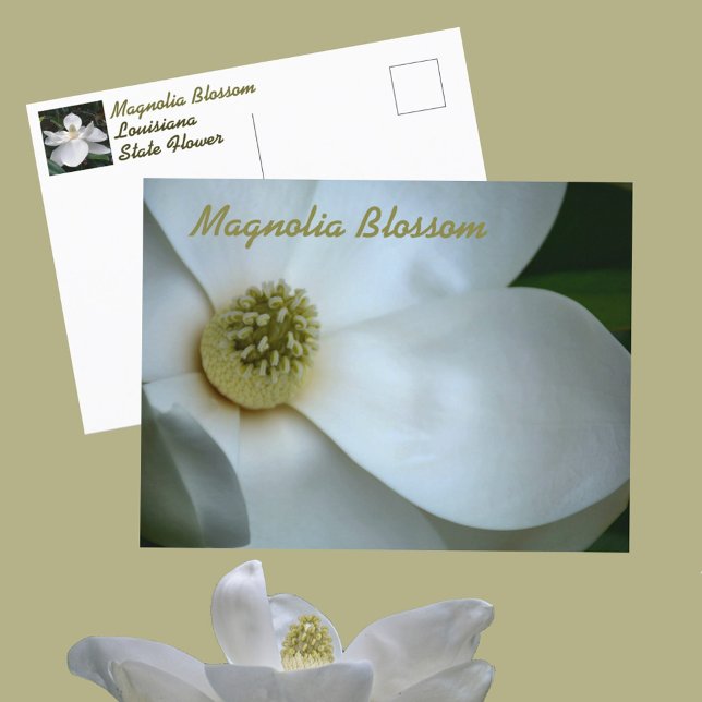 White Magnolia Blossom Fotografisch Postkarte (Von Creator hochgeladen)
