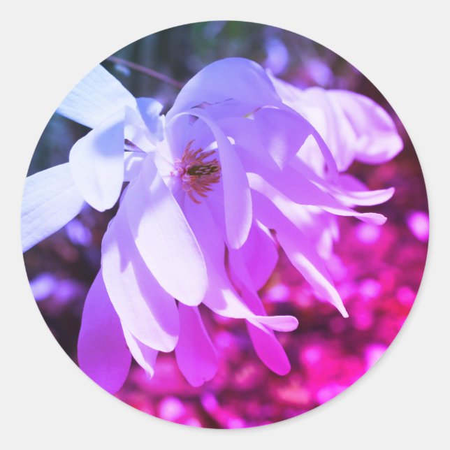 White Magnolia Blume Tinted Runder Aufkleber (Vorderseite)