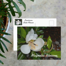 White Magnolia Louisiana Staat Blume Fotografie