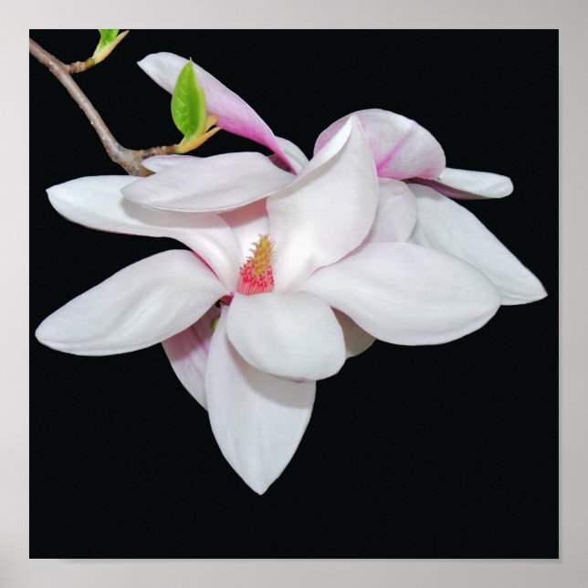 White Magnolia Poster (Vorne)