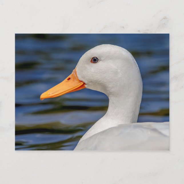 White Mallard Duck Postkarte (Vorderseite)