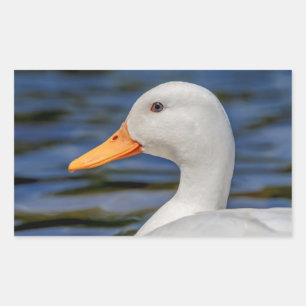 White Mallard Duck Rechteckiger Aufkleber