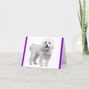 White Maltese Puppy Dog: Hallo, Miss You, Liebe Dankeskarte