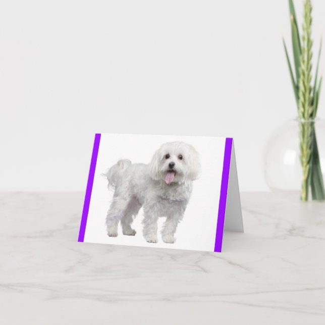 White Maltese Puppy Dog: Hallo, Miss You, Liebe Dankeskarte (Vorderseite)