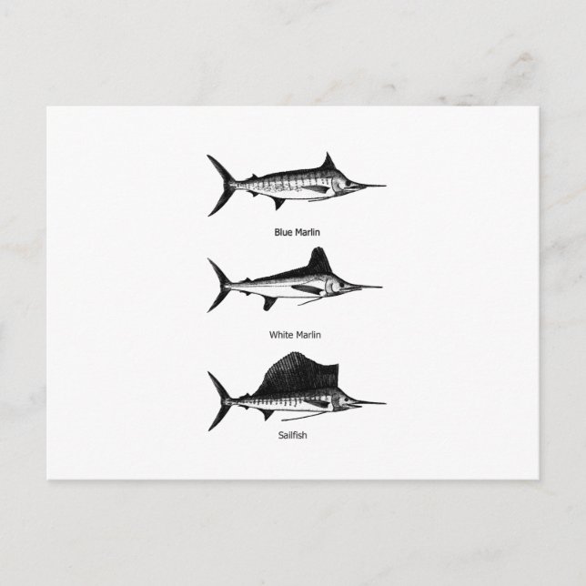 White Marlin - Blue Marlin - Sailfish-Logo Postkarte (Vorderseite)