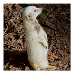 White Meerkat Stehend, Poster