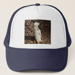 White Meerkat Stehend , Truckers Hat Truckerkappe