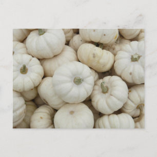 White Mini Pumpkins Postkarte
