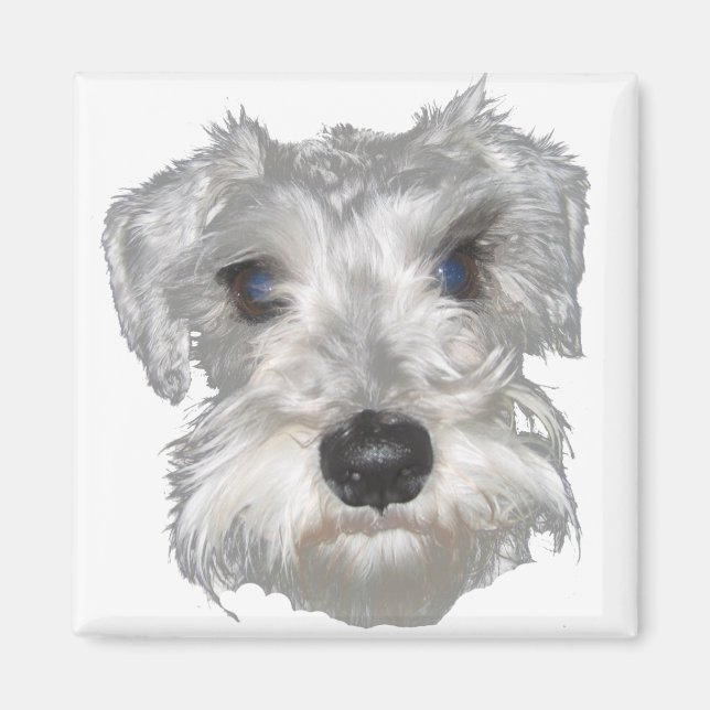 White Miniature Schnauzer Magnet (Vorne)