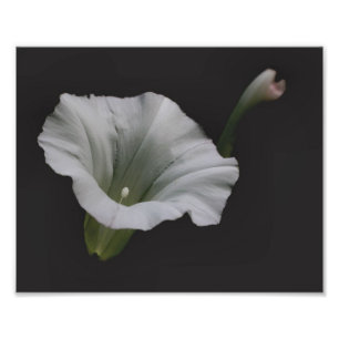 White Morning Glory Blume Nah 8x10 Fotodruck