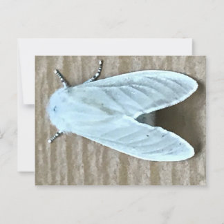 White Moth Bug Postkarte