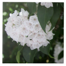 White Mountain Laurel Blume Grüne Blätter
