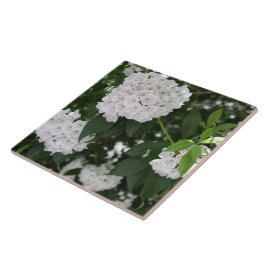 White Mountain Laurel Star Shaped Blume Fliese