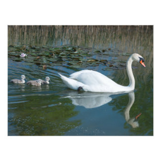 White mute swan with baby ducking cygnets lake fotodruck