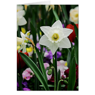 White Narcissus