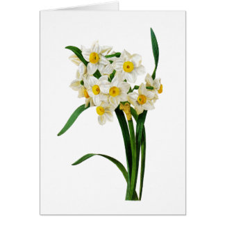 White Narcissus von Pierre-Joseph Redoute