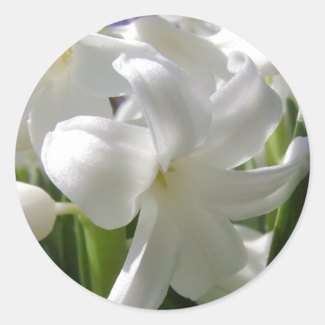 White Oaster Lilly Runder Aufkleber (Vorderseite)