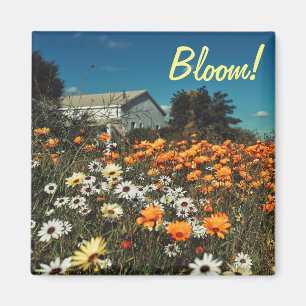 White Orange Daisy Blume Bloom Magnet