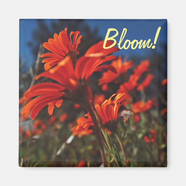White Orange Daisy Blume Bloom Magnet (Vorne)
