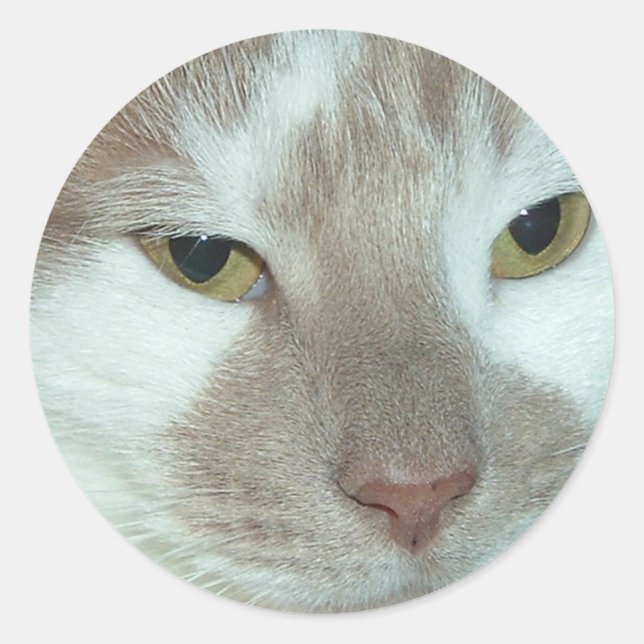 White & Orange Tabby Runder Aufkleber (Vorderseite)