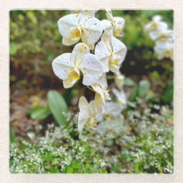 White Orchid Glasuntersetzer