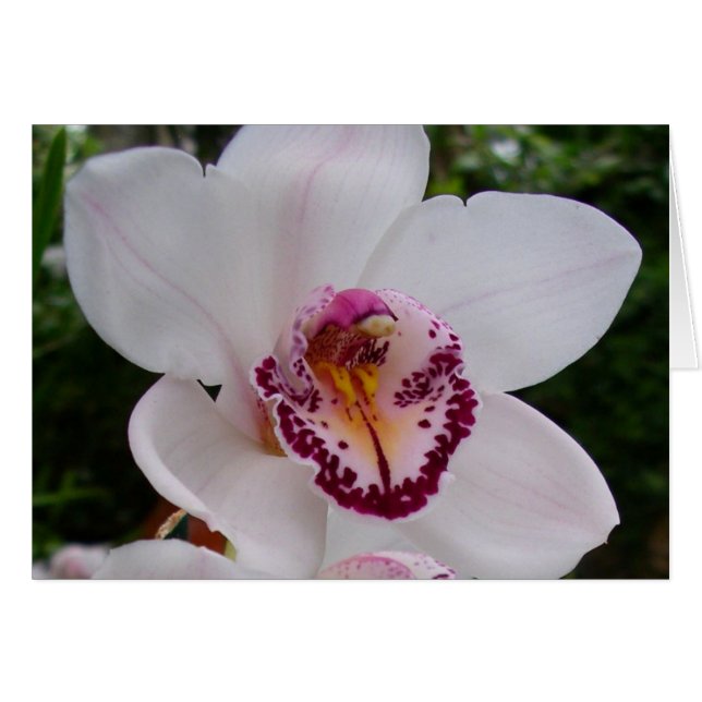 White Orchid I Beautiful Tropical Blume (Vorderseite (Horizontal))