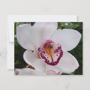 White Orchid I Beautiful Tropical Blume Karte