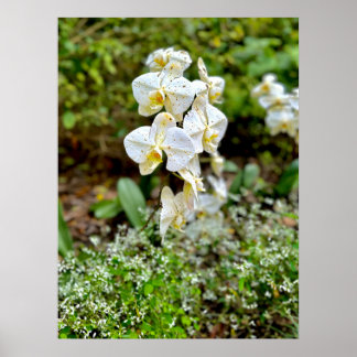 White Orchid Poster