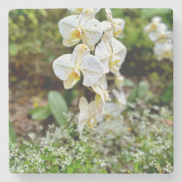 White Orchid Steinuntersetzer