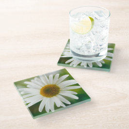White Oxeye Daisy - Leucanthemum vulgare Glasuntersetzer