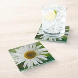 White Oxeye Daisy - Leucanthemum vulgare Glasuntersetzer