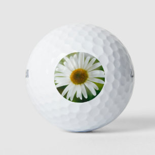 White Oxeye Daisy - Leucanthemum vulgare Golfball