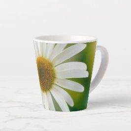 White Oxeye Daisy - Leucanthemum vulgare Milchtasse